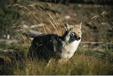 《守望先锋2》职业选手新试玩 展示新地图纽约